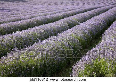 Rows of lavender crops in field View Large Photo Image Stock Image - Rows of lavender crops in field. Fotosearch