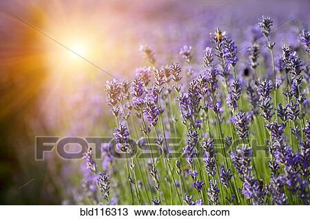 Stock Image - Rows of lavender crops in field. Fotosearch