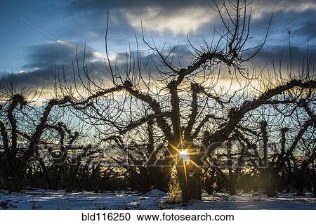 Sun rising over dry forest View Large Photo Image Stock Image - Sun rising over dry forest. Fotosearch