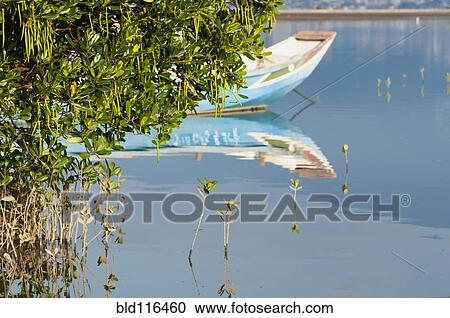 A fishing boat floating on the shallow waters in the mangrove swamp View Large Photo Image Stock Image - A fishing boat floating on the shallow waters in the mangrove swamp. Fotosearch