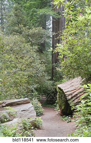 Stock Image - A path and a bridge over Prairie Creek . Fotosearch