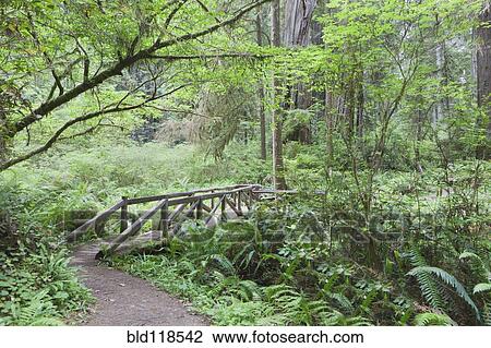 Stock Image - A pathway through the tall redwoods of the Redwood national park. Fotosearch