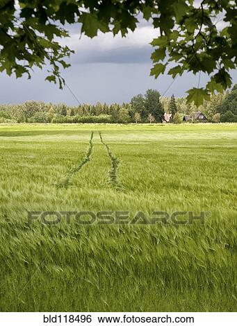 Stock Photograph - A winding road in Andalucia through olive groves. Fotosearch