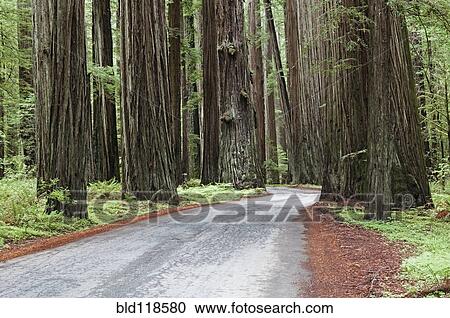 A winding trail through the giant sequoia redwood trees in Humboldt Redwoods State Park View Large Photo Image Stock Image - A winding trail through the giant sequoia redwood trees in Humboldt Redwoods State Park. Fotosearch