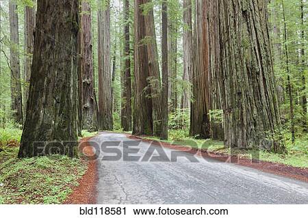 A winding trail through the giant sequoia redwood trees in Humboldt Redwoods State Park View Large Photo Image Stock Image - A winding trail through the giant sequoia redwood trees in Humboldt Redwoods State Park. Fotosearch
