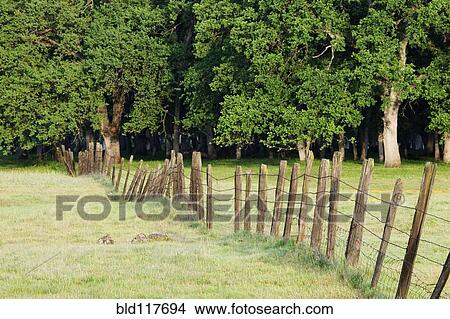 Barbed Wire Fence in Disrepair Separating Fields View Large Photo Image Picture - Barbed Wire Fence in Disrepair Separating Fields. Fotosearch