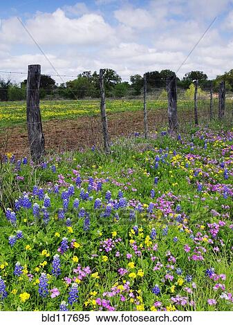Barbed Wire Fence With Wildflowers in Foreground View Large Photo Image Stock Photography - Barbed Wire Fence With Wildflowers in Foreground. Fotosearch