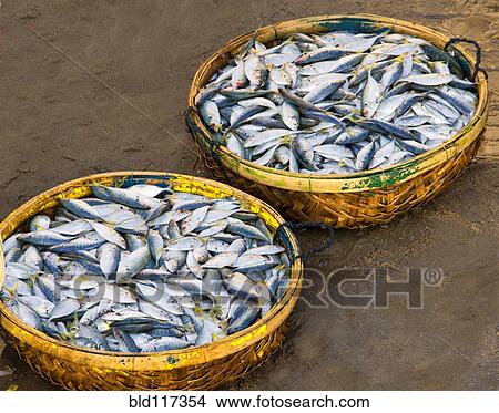 Baskets of Fish View Large Photo Image Picture - Baskets of Fish. Fotosearch