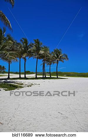 Beautiful Sandy Beach with Palm Trees View Large Photo Image Stock Photo - Beautiful Sandy Beach with Palm Trees. Fotosearch
