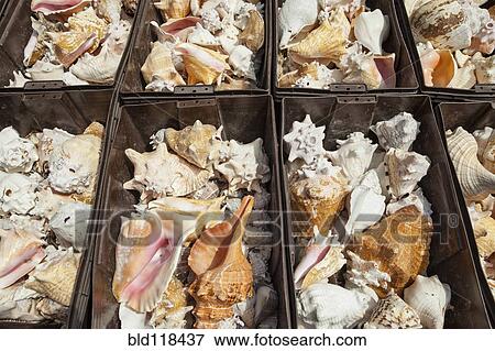 Bins of conch shells on a stall at Market 28 View Large Photo Image Stock Photo - Bins of conch shells on a stall at Market 28 . Fotosearch
