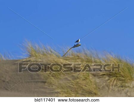 Bird on a Lamp Post View Large Photo Image Stock Image - Bird on a Lamp Post. Fotosearch