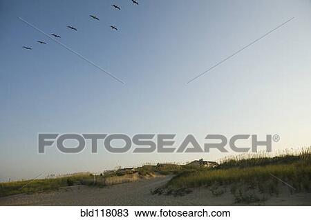 Birds Flying Over Beach View Large Photo Image Stock Image - Birds Flying Over Beach. Fotosearch