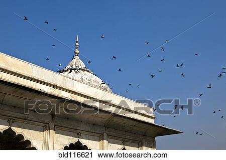 Birds Flying over Red Fort Complex View Large Photo Image Stock Image - Birds Flying over Red Fort Complex. Fotosearch