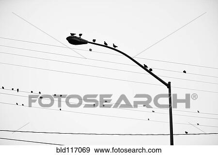 Stock Photo - Birds on Power Lines and Lamp Post. Fotosearch