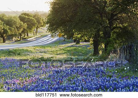 Blue Bonnets in Field Near Road View Large Photo Image Stock Image - Blue Bonnets in Field Near Road. Fotosearch