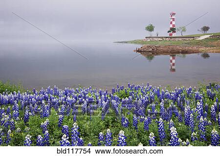 Blue Bonnets on a Beach with Lighthouse View Large Photo Image Picture - Blue Bonnets on a Beach with Lighthouse. Fotosearch