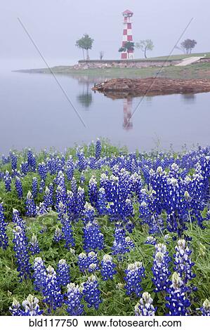 Stock Image - Blue Bonnets on a Beach with Lighthouse. Fotosearch