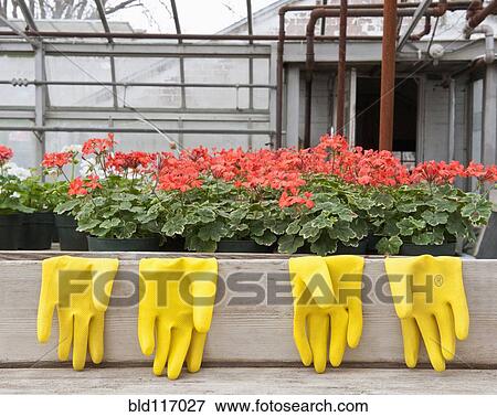 Bright Yellow Rubber Gloves and Geraniums View Large Photo Image Stock Photo - Bright Yellow Rubber Gloves and Geraniums. Fotosearch