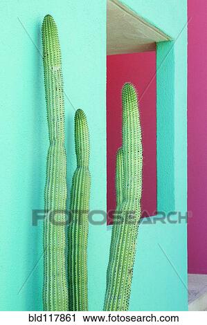 Cacti Plants Next to a Colorful Wall View Large Photo Image Stock Image - Cacti Plants Next to a Colorful Wall. Fotosearch