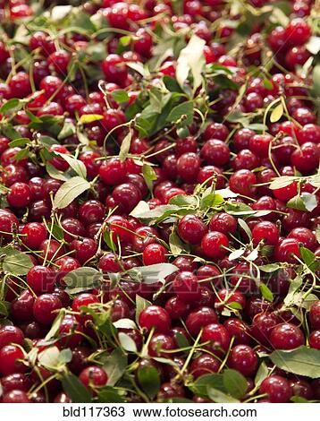 Cherries View Large Photo Image Stock Image - Cherries. Fotosearch