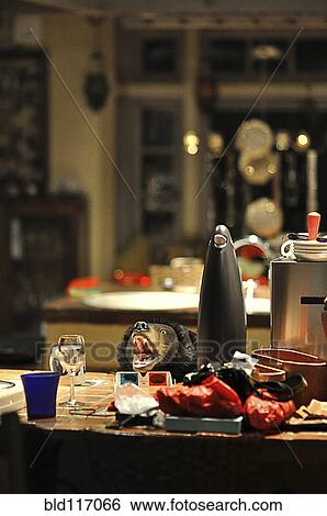 Cluttered Kitchen Table View Large Photo Image Stock Photograph - Cluttered Kitchen Table. Fotosearch