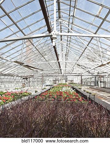 Colorful Geraniums in a Greenhouse View Large Photo Image Stock Image - Colorful Geraniums in a Greenhouse. Fotosearch