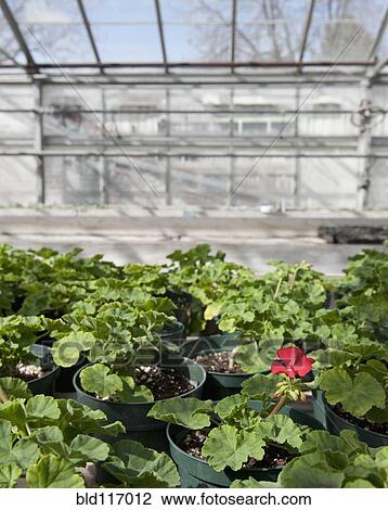 Colorful Geraniums in a Greenhouse View Large Photo Image Stock Image - Colorful Geraniums in a Greenhouse. Fotosearch