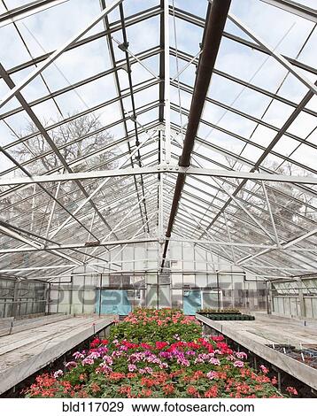 Stock Photo - Colorful Geraniums in a Greenhouse. Fotosearch