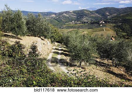Country Road View Large Photo Image Stock Photo - Country Road. Fotosearch