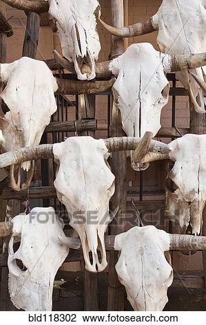 Cow Skulls View Large Photo Image Stock Image - Cow Skulls. Fotosearch