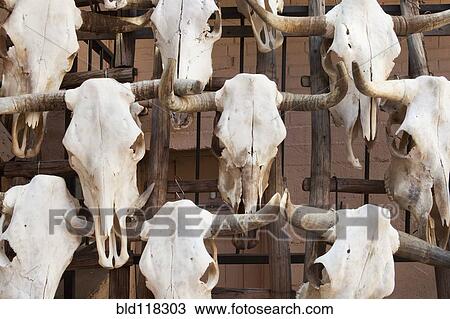 Cow Skulls View Large Photo Image Stock Image - Cow Skulls. Fotosearch