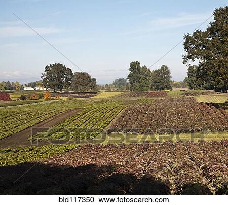 Stock Image - Crops in a Farm Field. Fotosearch
