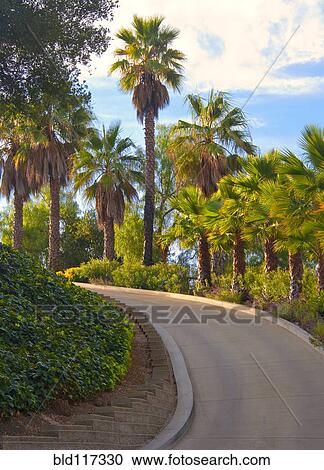 Stock Image - Curved Road Flanked by Palm Trees. Fotosearch