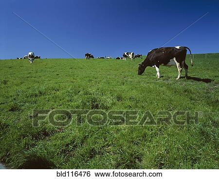 Dairy cows grazing View Large Photo Image Stock Photograph - Dairy cows grazing. Fotosearch