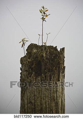Dead Tree with Seedling View Large Photo Image Stock Image - Dead Tree with Seedling. Fotosearch