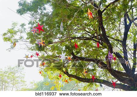 Decorative Stars in a Tree View Large Photo Image Stock Photo - Decorative Stars in a Tree. Fotosearch