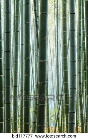 Detail of Bamboo in a Forest View Large Photo Image Stock Photo - Detail of Bamboo in a Forest. Fotosearch