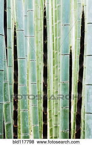 Stock Photo - Detail of Bamboo in a Forest. Fotosearch