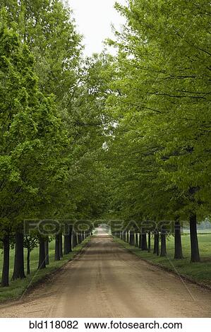 Stock Image - Dirt Road Between Trees. Fotosearch