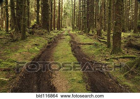 Picture - Dirt Road Through Forest. Fotosearch