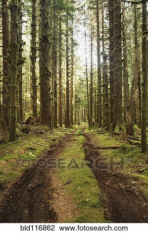 Stock Image - Dirt Road Through Forest. Fotosearch