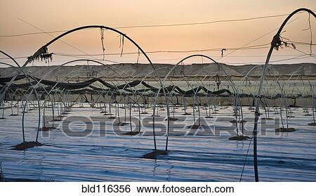 Empty Greenhouse in the Desert View Large Photo Image Stock Photograph - Empty Greenhouse in the Desert. Fotosearch