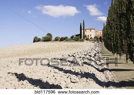 Farmhouse and Cypress Trees View Large Photo Image Stock Photograph - Farmhouse and Cypress Trees. Fotosearch