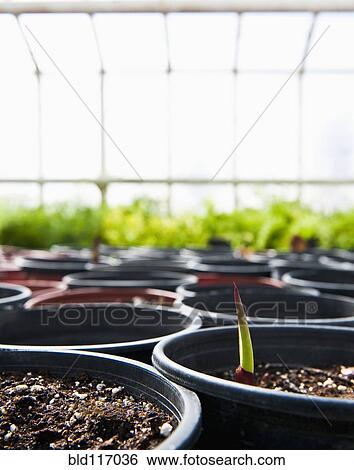 Stock Photograph - First Sprout Rises From A Potted Plant. Fotosearch