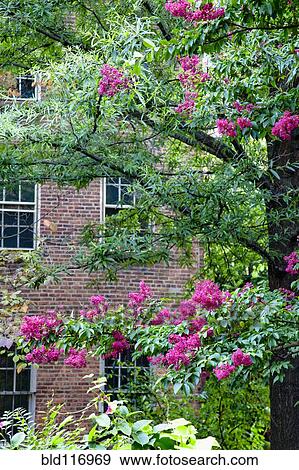 Flowering Trees in Front of an Apartment View Large Photo Image Stock Photo - Flowering Trees in Front of an Apartment. Fotosearch
