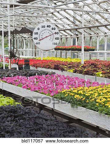 Flowers Blooming in a Greenhouse View Large Photo Image Stock Photo - Flowers Blooming in a Greenhouse. Fotosearch