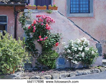 Flowers Growing on Side of House Stairs View Large Photo Image Stock Photograph - Flowers Growing on Side of House Stairs. Fotosearch