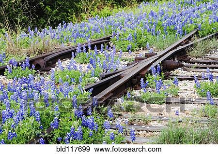 Flowers Overgrowing Unused Railroad Tracks View Large Photo Image Stock Photo - Flowers Overgrowing Unused Railroad Tracks. Fotosearch