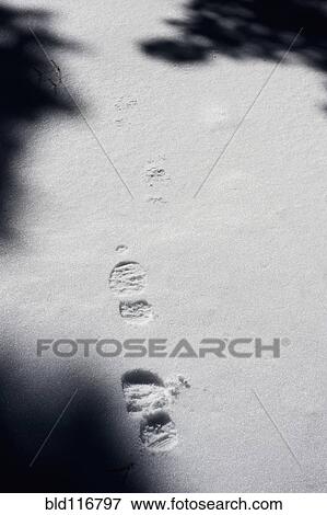 Footprints in Snow View Large Photo Image Stock Photo - Footprints in Snow. Fotosearch