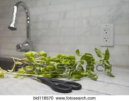 Stock Image - Fresh basil herb leaves from the garden with scissors on kitchen counter near the sink. Fotosearch